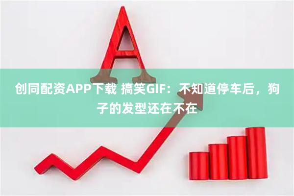 创同配资APP下载 搞笑GIF：不知道停车后，狗子的发型还在不在